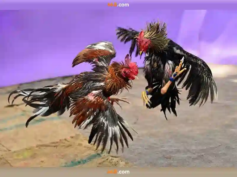 66b đỗ quang – hành trình thương hiệu và giá trị đột phá