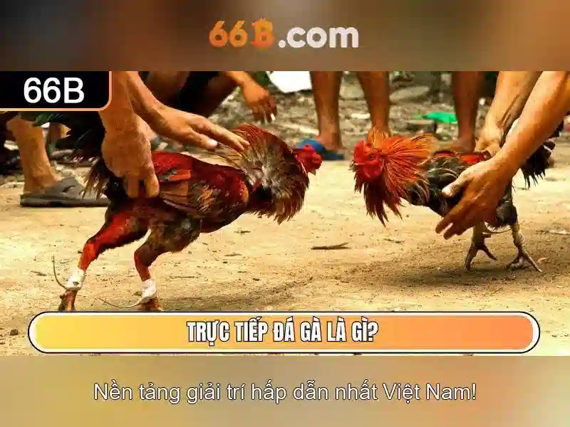 Giới thiệu về 66b
