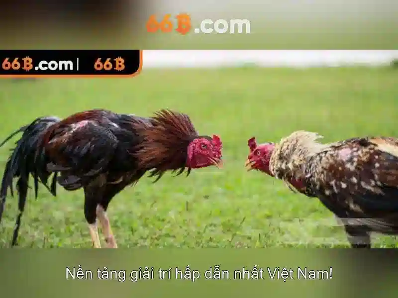 66b và những khía cạnh của nó