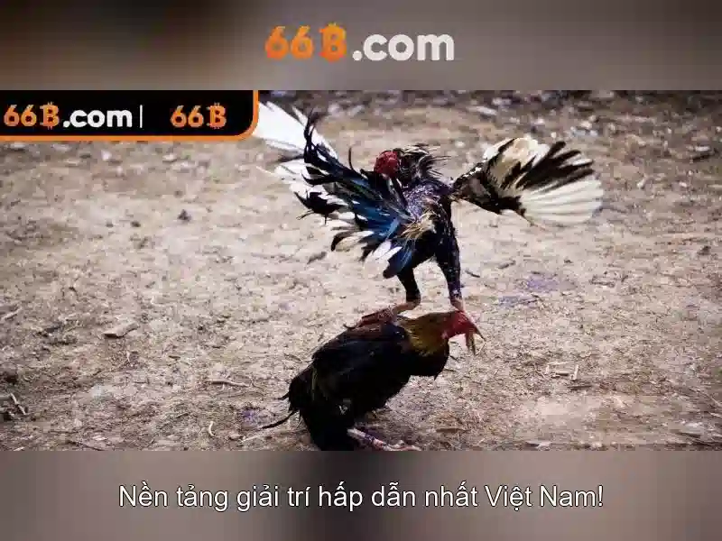 Giới thiệu về 66B